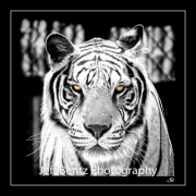 8508025_Tiger_Front