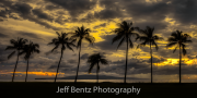 palmtreeSunset