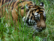 Bengal Tiger