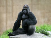 Silverbacked Lowland Gorilla