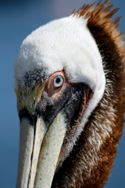 Brown Pelican