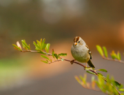 White Crowned Sparrow