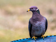 Band-tailed Pigeon