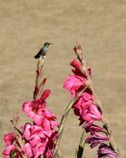 Anna's Hummingbird and Gladiolus