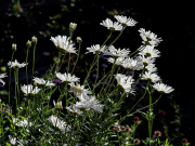 Daisies