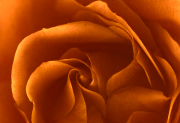 Orange Rose