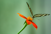 Butterfly & Flower