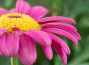 Gerber Daisy