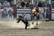 Bronco Rider