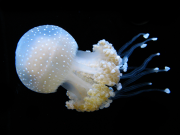 21_White_Spotted_Jellyfish