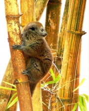 Bamboo-Lemur