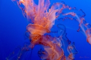 Jellyfish_Tail_1013