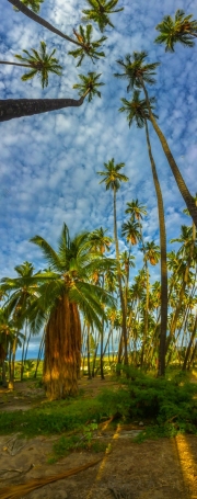 Palm Grove