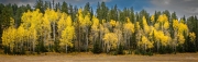 Colorful Aspen, Pike Nat'l Forest, CO