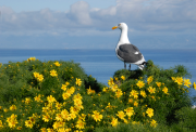 Anacapa-gull