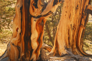 Bristlecone-Pine