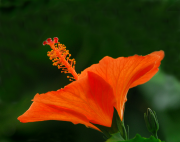 Hibiscus