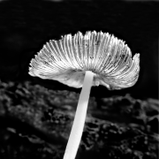 Inky-Cap