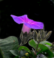 Ipomoea