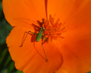 Poppy-and-cricket
