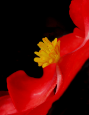 Red-Begonia