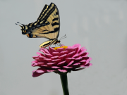 Swallowtail-on-Zinnia