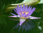 Water-Lily