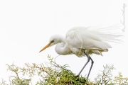 Egret