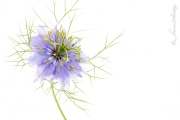 Nigella